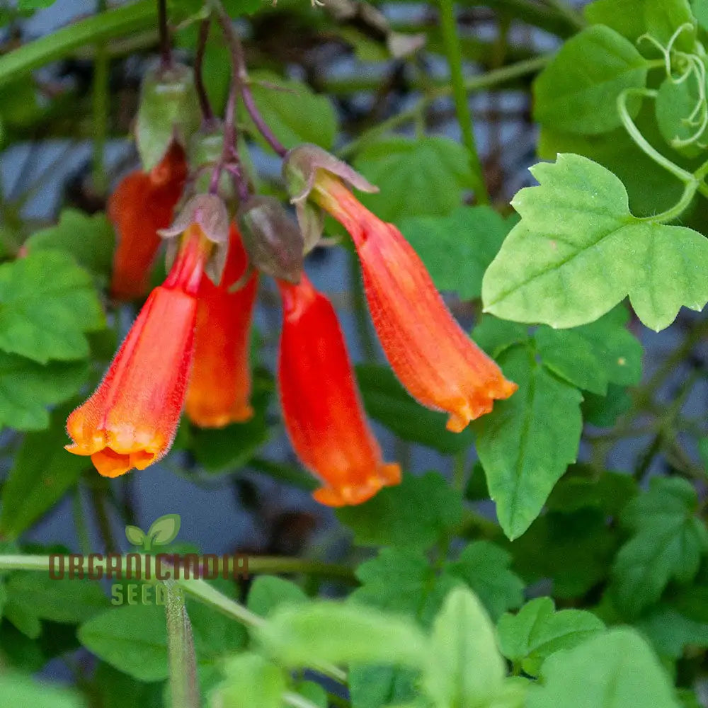 Eccremocarpus Scaber ’Flame Colours’ Flower Seeds Igniting Your Garden With Vibrant Hues