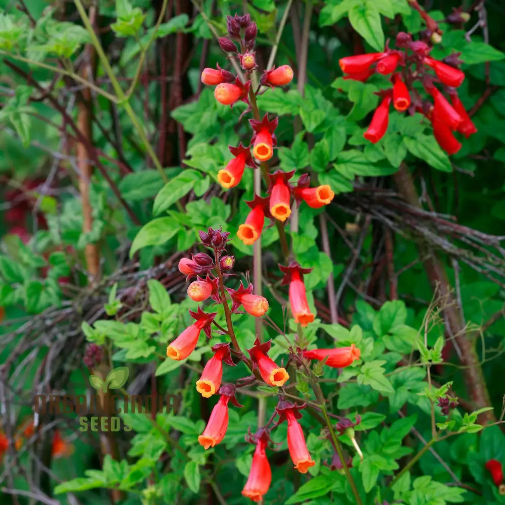 Eccremocarpus Scaber ’Flame Colours’ Flower Seeds Igniting Your Garden With Vibrant Hues