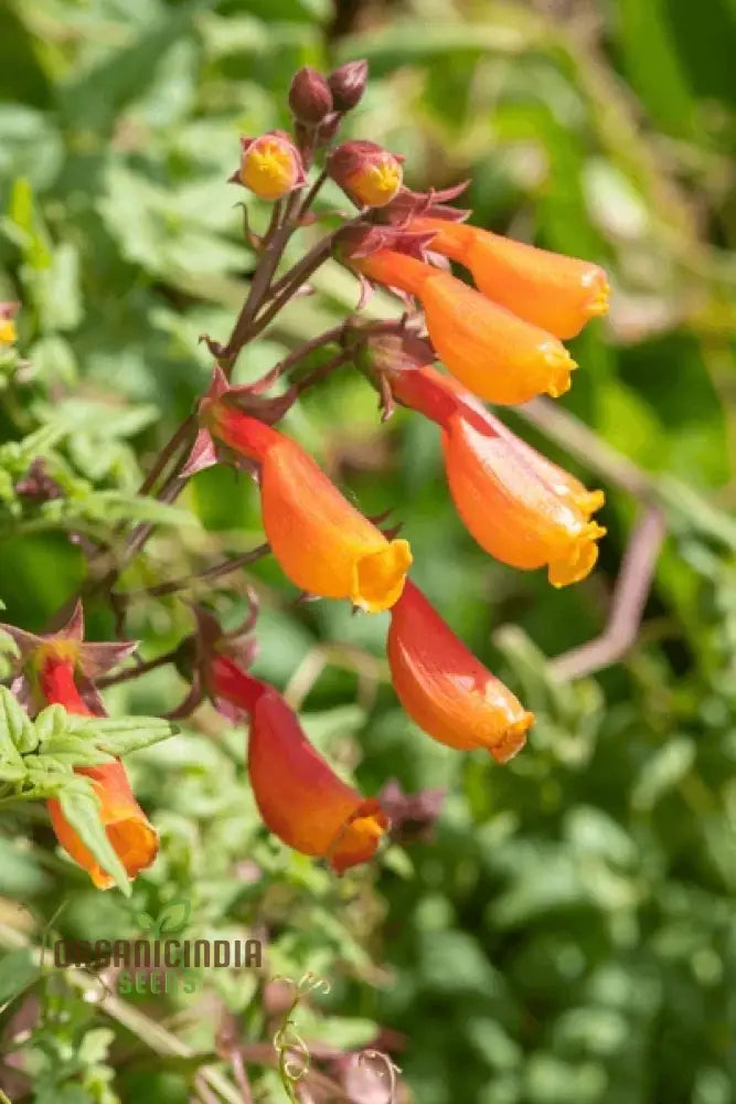 Eccremocarpus Scaber ’Tresco’ Cream Flower Seeds For Planting Soft Elegance For Your Garden Palette