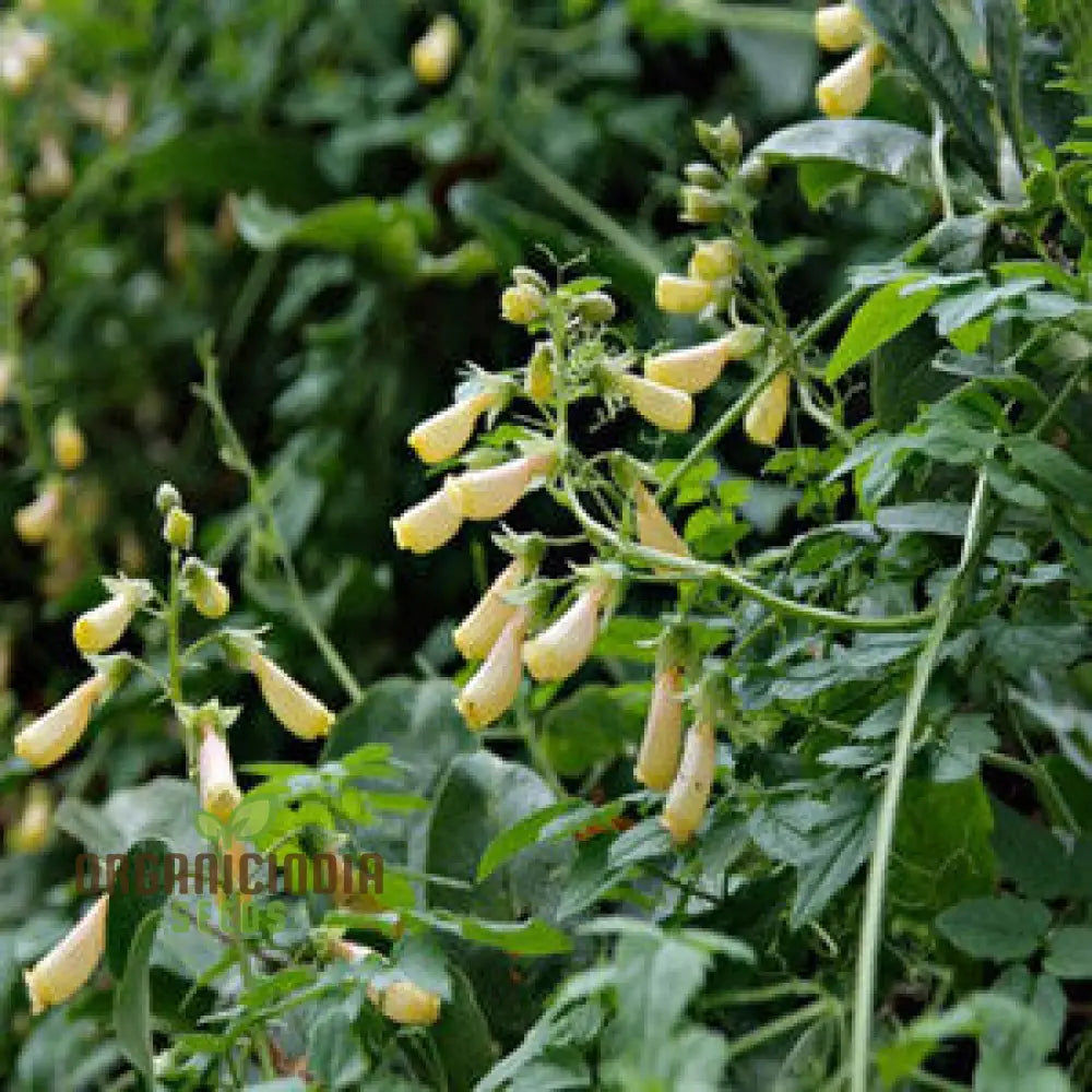 Eccremocarpus Scaber ’Tresco’ Cream Flower Seeds For Planting Soft Elegance For Your Garden Palette