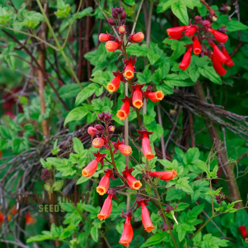 Eccremocarpus Tresco Flower Seeds For Planting: Vibrant Climbing Flowers For Your Enchanting Garden