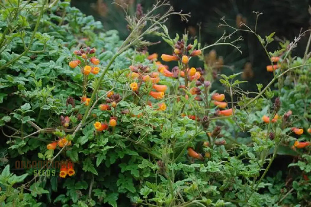 Eccremocarpus Tresco Flower Seeds For Planting: Vibrant Climbing Flowers For Your Enchanting Garden