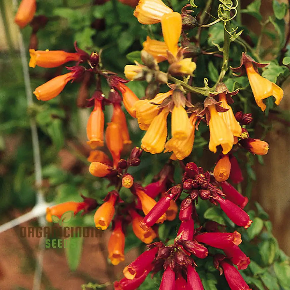 Eccremocarpus Tresco Flower Seeds For Planting: Vibrant Climbing Flowers For Your Enchanting Garden