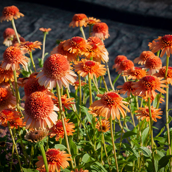 Echinacea 'Supreme Cantaloupe' Blumensamen - leuchtend orange-roter Sonnenhut