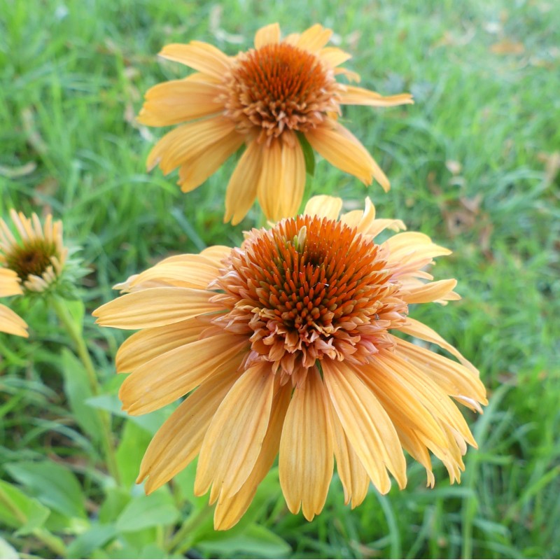 Echinacea 'Supreme Cantaloupe' Blumensamen - leuchtend orange-roter Sonnenhut