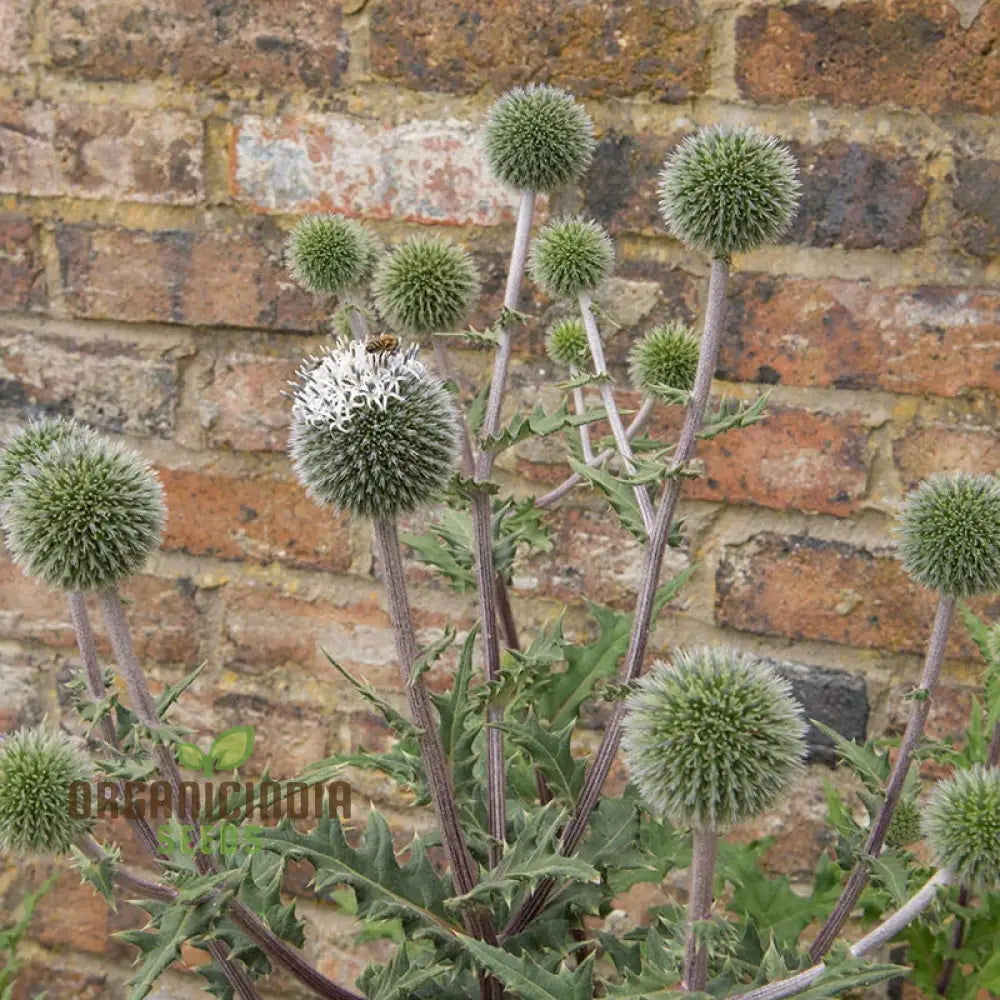 Echinops Tienshanica ’Blue Glow’ Flower Seeds Premium Quality Organic For Planting