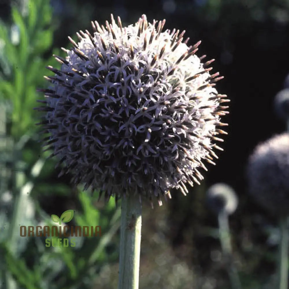 Echinops Tienshanica ’Blue Glow’ Flower Seeds Premium Quality Organic For Planting