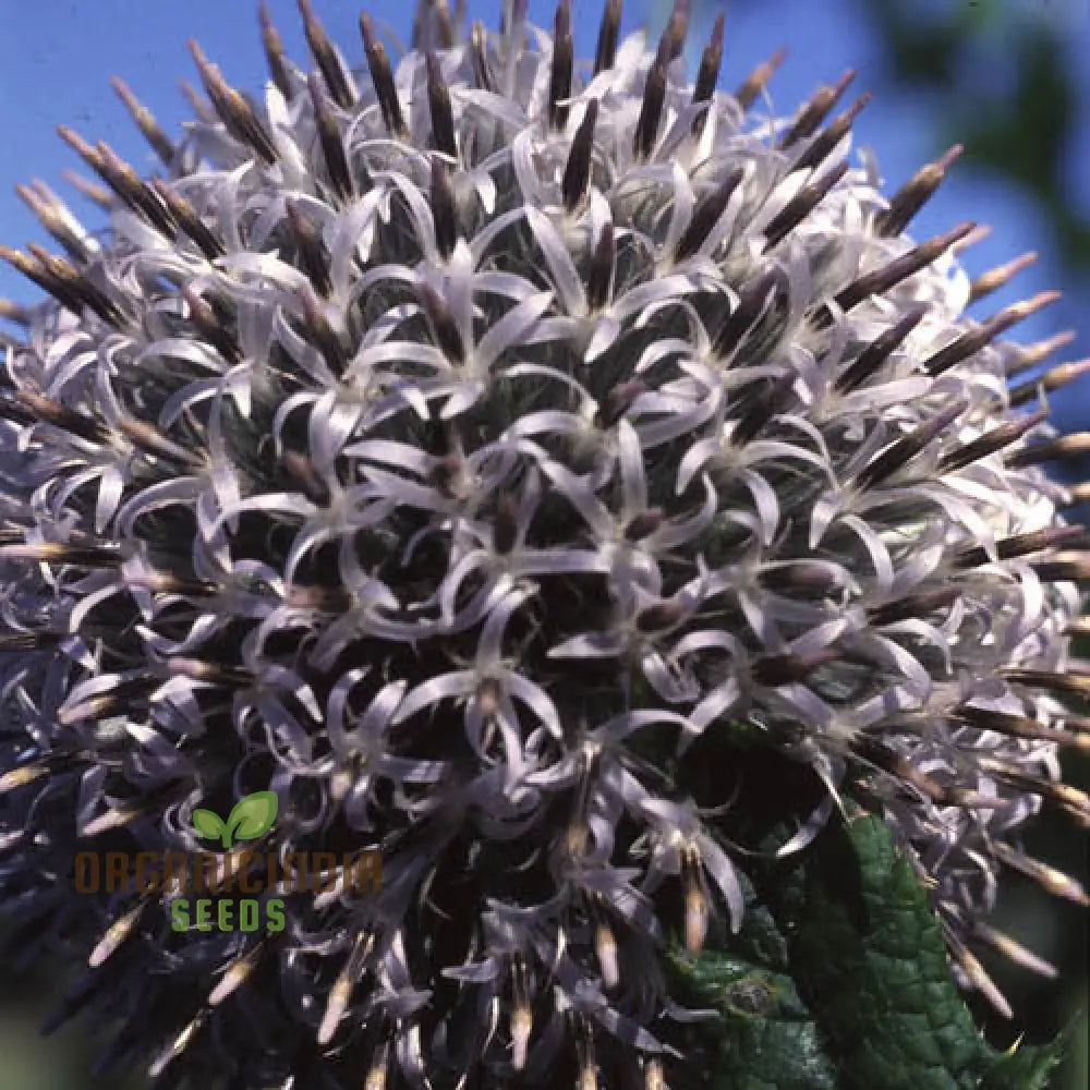 Echinops Tienshanica ’Blue Glow’ Flower Seeds Premium Quality Organic For Planting