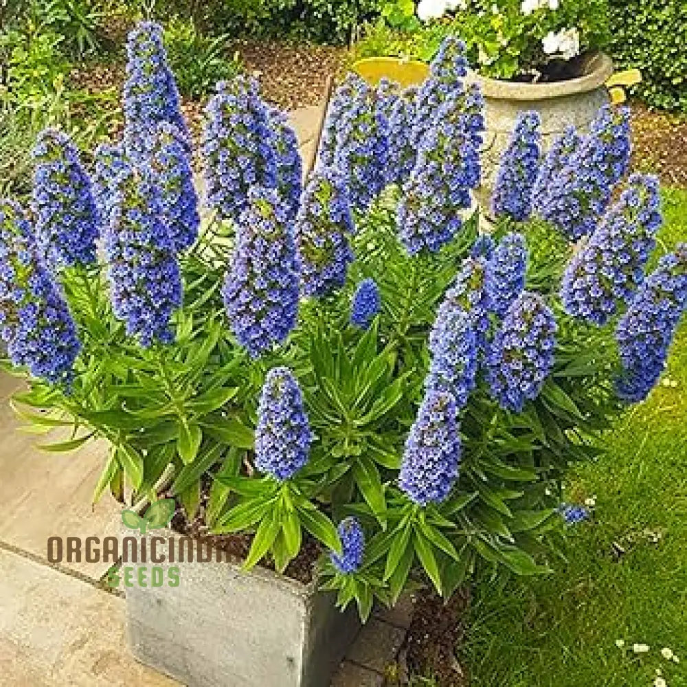 Echium ’Blue Dwarf’ Flower Seeds For Planting Compact Beauty For Your Garden