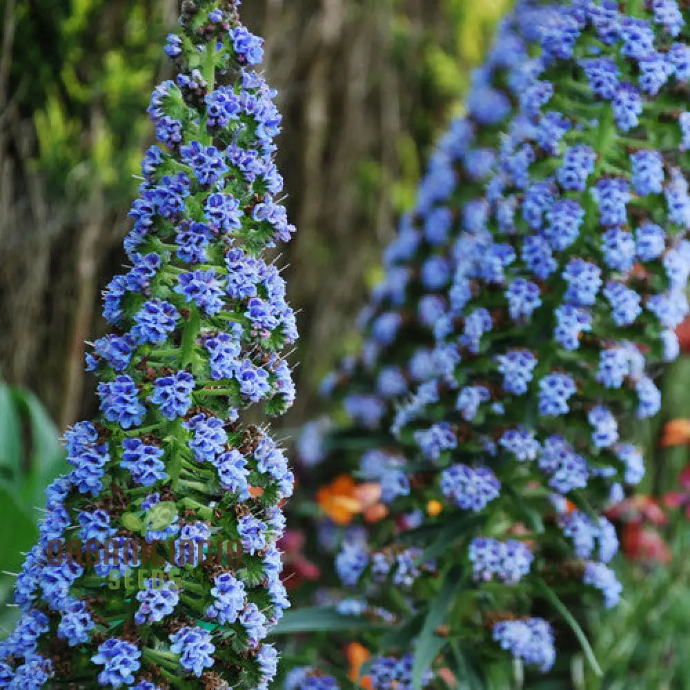 Echium ’Blue Dwarf’ Flower Seeds For Planting Compact Beauty For Your Garden