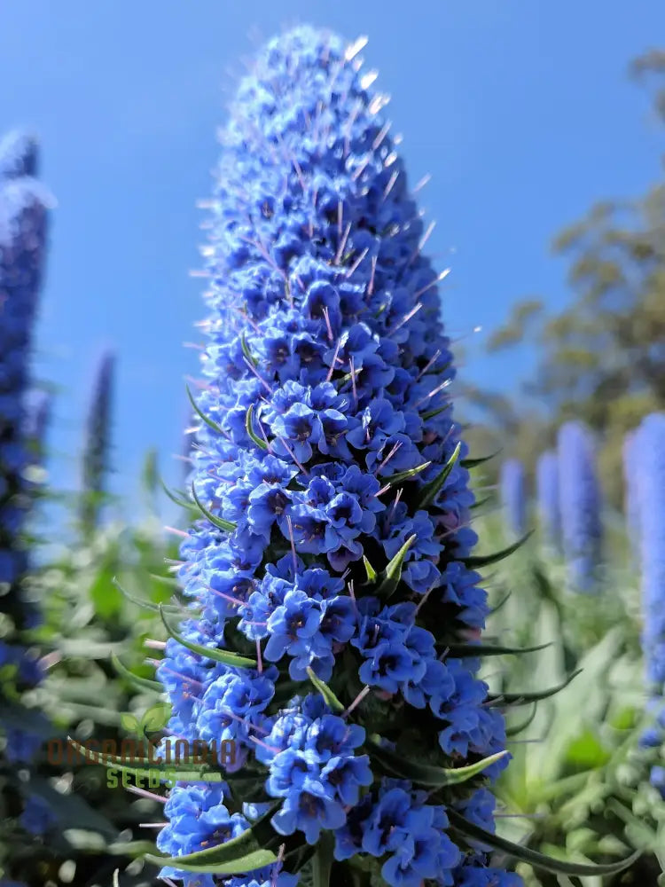 Echium ’Blue Dwarf’ Flower Seeds For Planting Compact Beauty For Your Garden