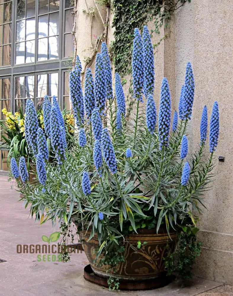 Echium ’Blue Dwarf’ Flower Seeds For Planting Compact Beauty For Your Garden