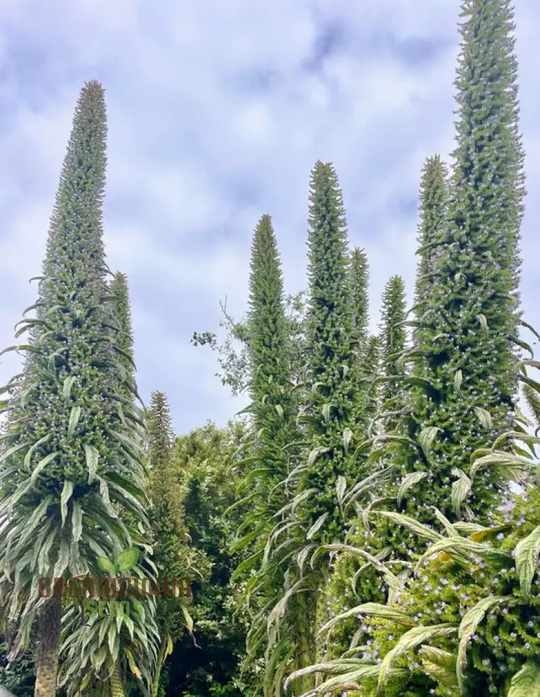 Echium ’Blue Towers’ Flower Seeds For Planting Towering Beauty For Your Garden