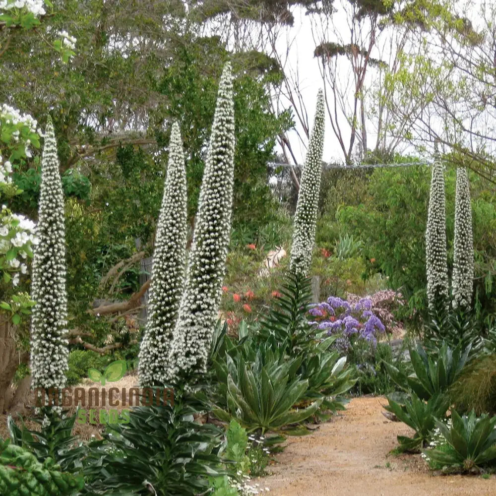 Echium ’Blue Towers’ Flower Seeds For Planting Towering Beauty For Your Garden