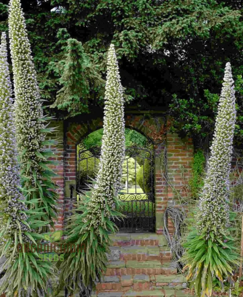 Echium ’Blue Towers’ Flower Seeds For Planting Towering Beauty For Your Garden