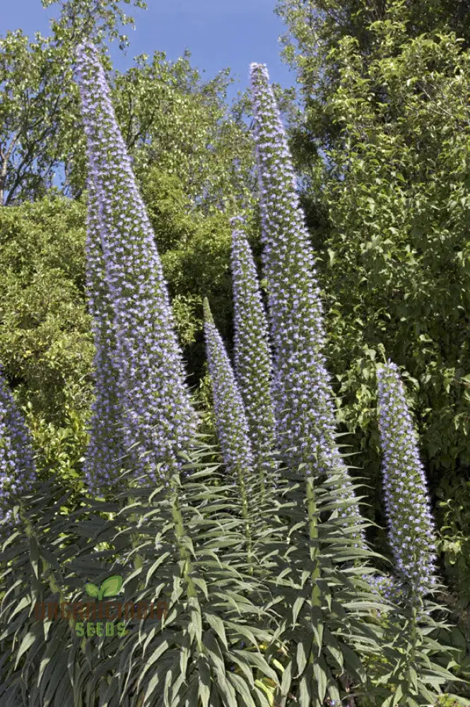 Echium ’Blue Towers’ Flower Seeds For Planting Towering Beauty For Your Garden