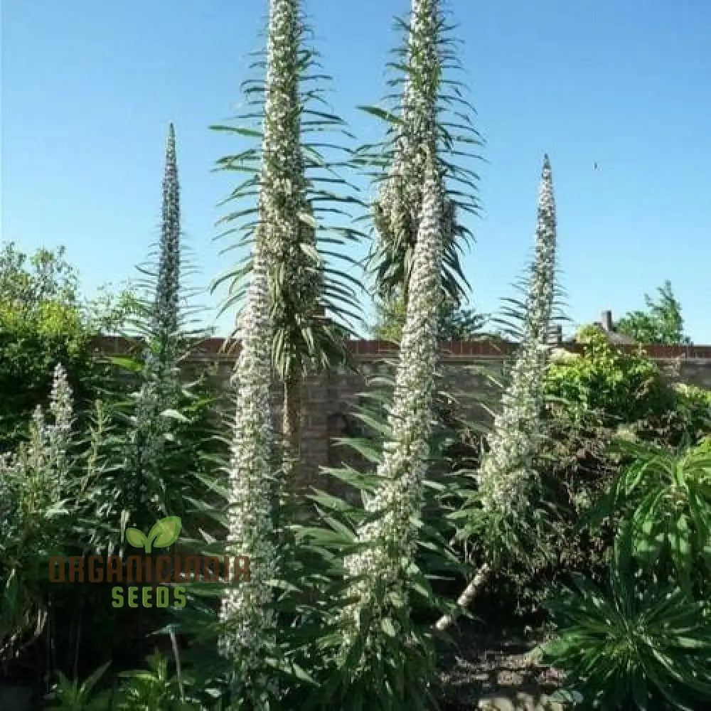 Echium ’Blue Towers’ Flower Seeds For Planting Towering Beauty For Your Garden