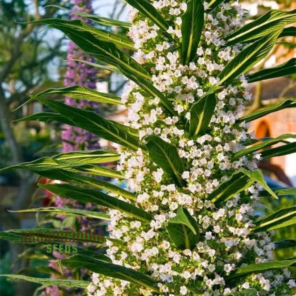 Echium Pininana ’Snow Tower’ Flower Seeds Majestic White Blossoms For Your Garden