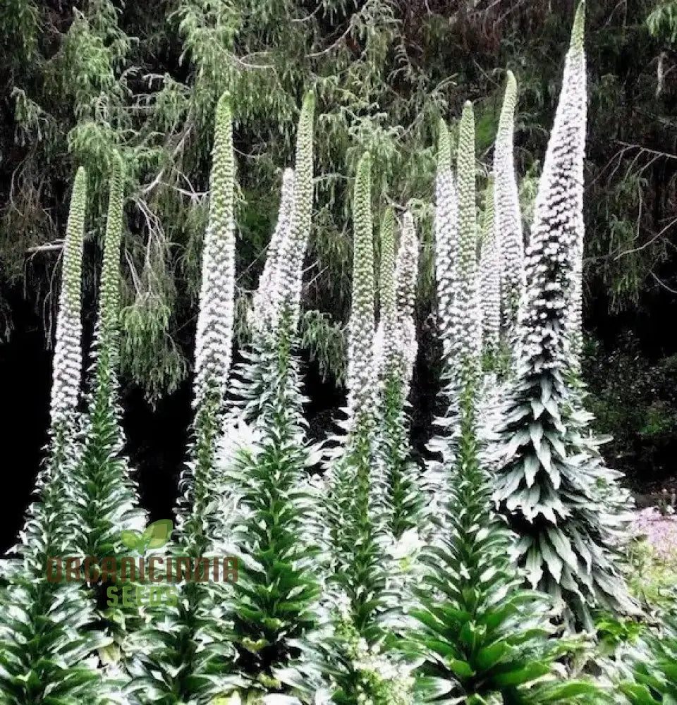 Echium Pininana ’Snow Tower’ Flower Seeds Majestic White Blossoms For Your Garden