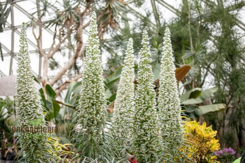 Echium Pininana ’Snow Tower’ Flower Seeds Majestic White Blossoms For Your Garden