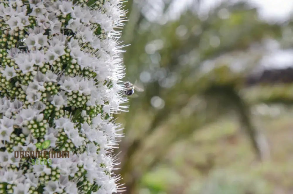 Echium Pininana ’Snow Tower’ Flower Seeds Majestic White Blossoms For Your Garden