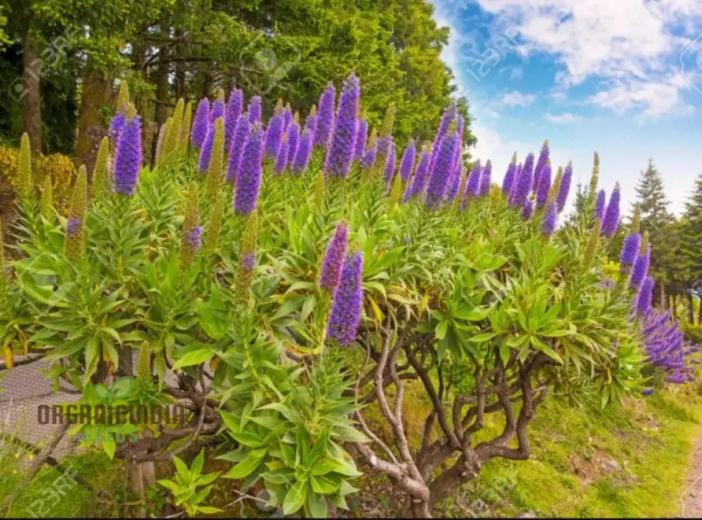 Echium ’Pink Pillars’ Flower Seeds For Planting Elegant Vertical Blooms For Your Garden