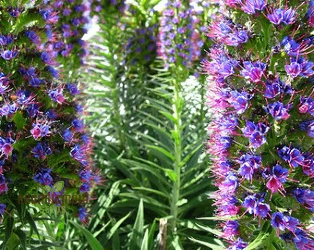 Echium ’Pink Pillars’ Flower Seeds For Planting Elegant Vertical Blooms For Your Garden