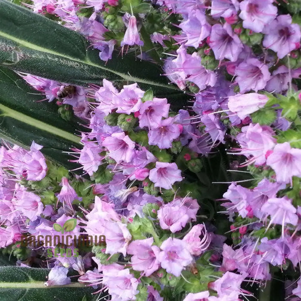 Echium ’Pink Pillars’ Flower Seeds For Planting Elegant Vertical Blooms For Your Garden