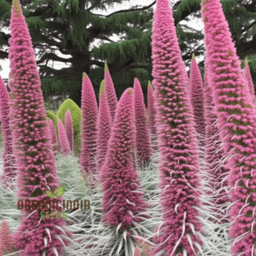 Echium Pink Poker Flower Seeds For Planting Premium Quality Organic For Your Garden