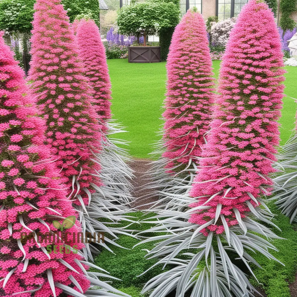 Echium Pink Poker Flower Seeds For Planting Premium Quality Organic For Your Garden