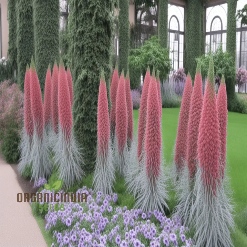 Echium Pink Poker Flower Seeds For Planting Premium Quality Organic For Your Garden