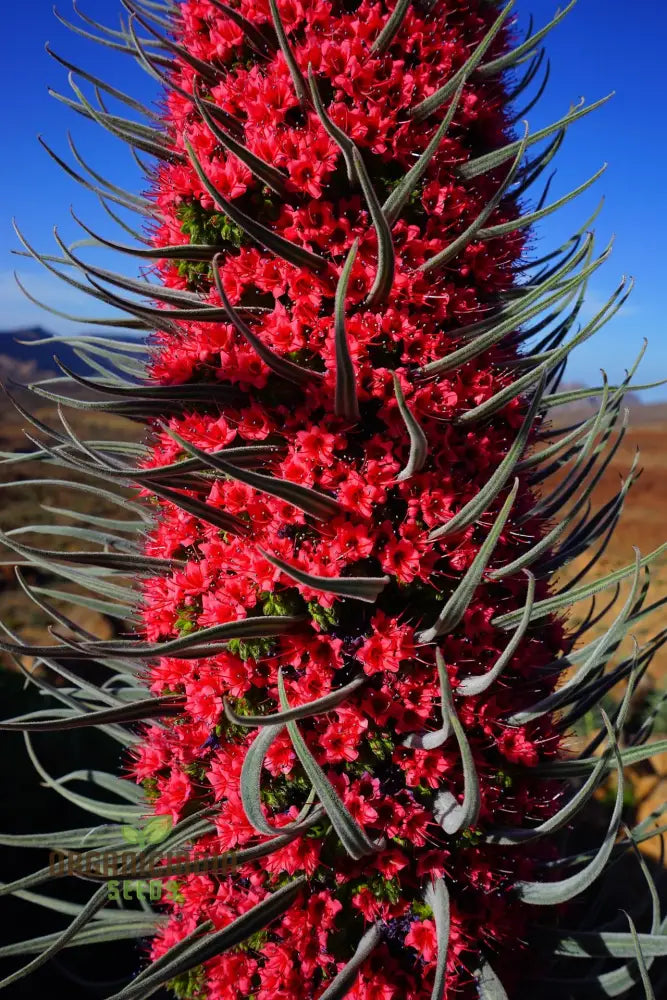 Echium Russicum Flower Seeds For Planting Vibrant Additions To Your Garden’s Beauty