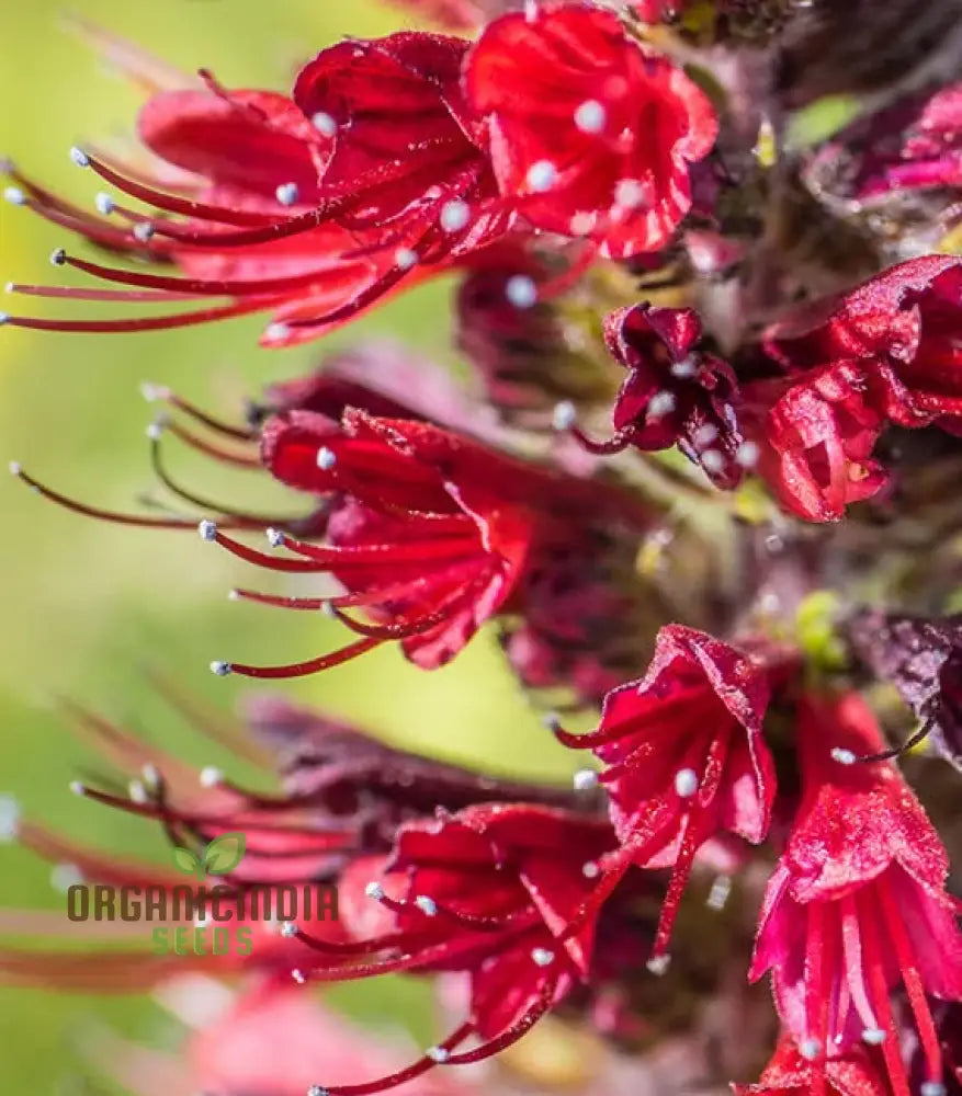 Echium Russicum Flower Seeds For Planting Vibrant Additions To Your Garden’s Beauty