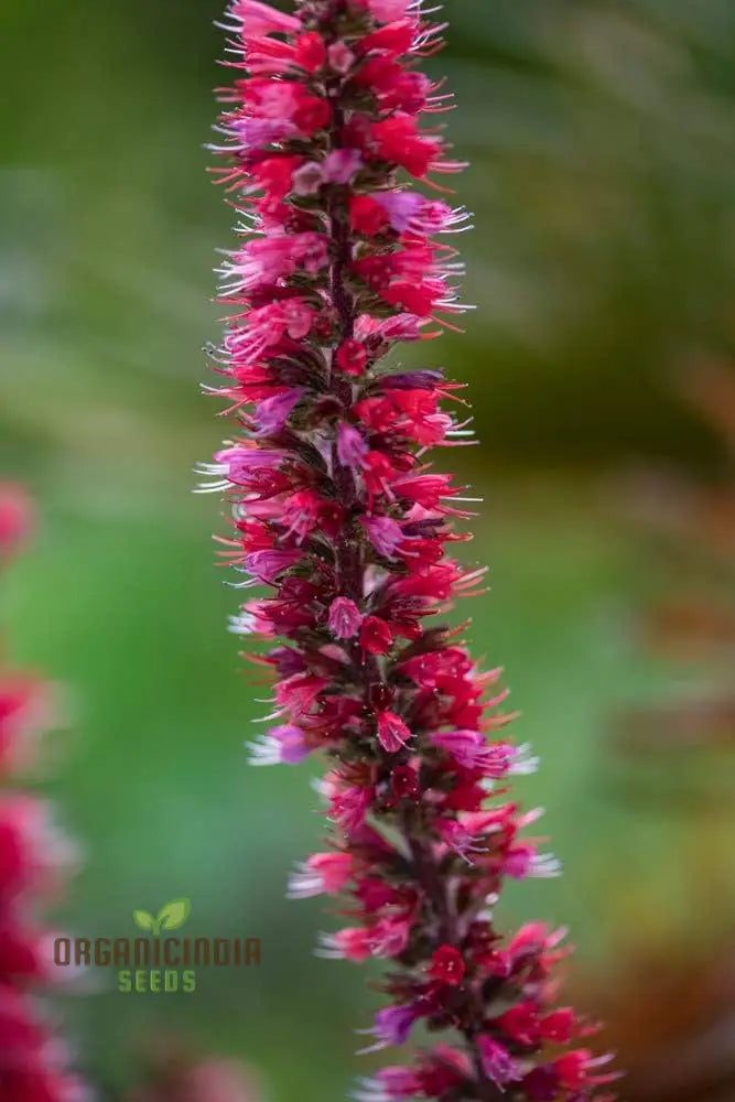 Echium Russicum Flower Seeds For Planting Vibrant Additions To Your Garden’s Beauty