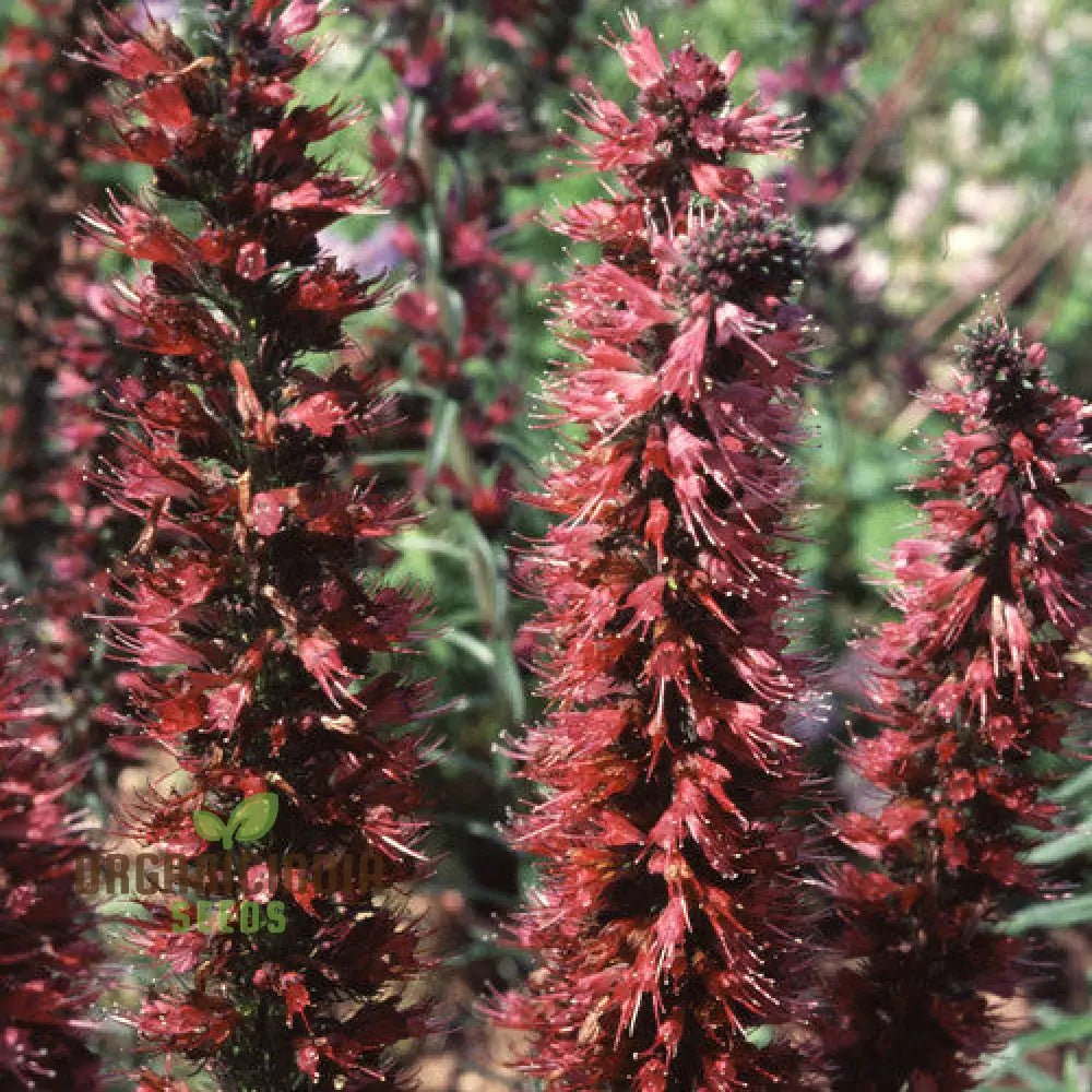 Echium Russicum Flower Seeds For Planting Vibrant Additions To Your Garden’s Beauty