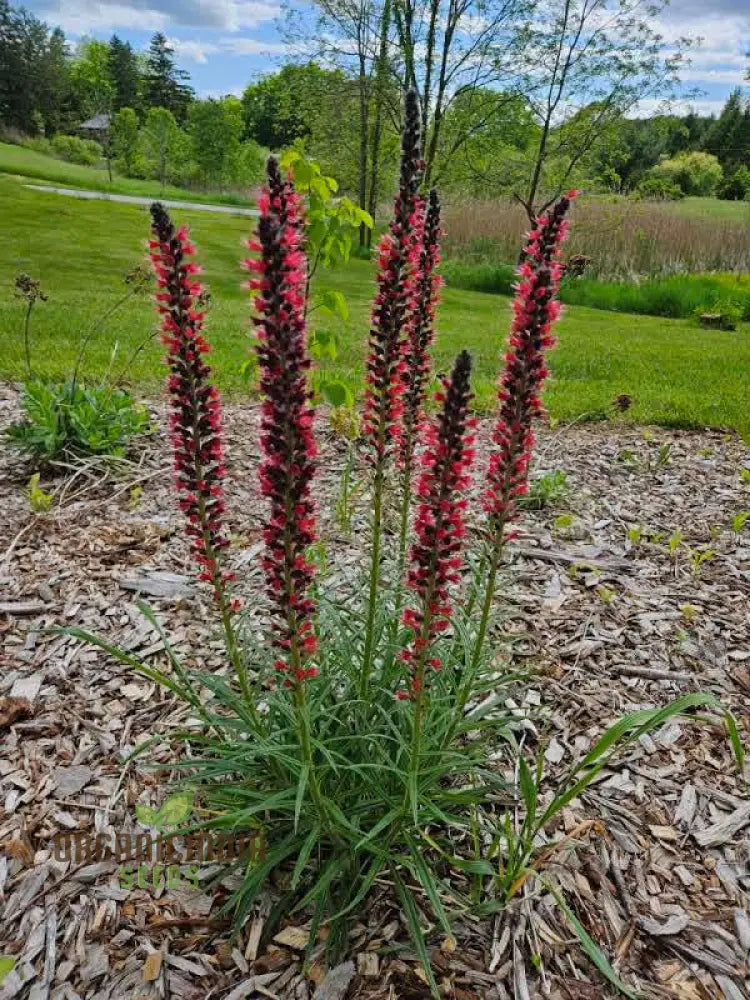 Echium Russicum Flower Seeds For Planting Vibrant Additions To Your Garden’s Beauty