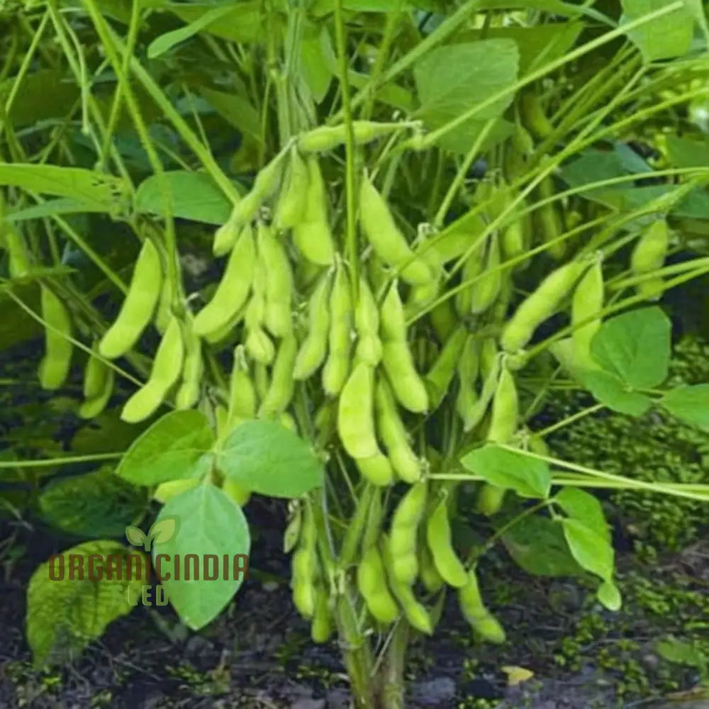 Edamame Vegetable Seeds Planting And Gardening For A Vibrant Nutritious Garden Harvest Legumes