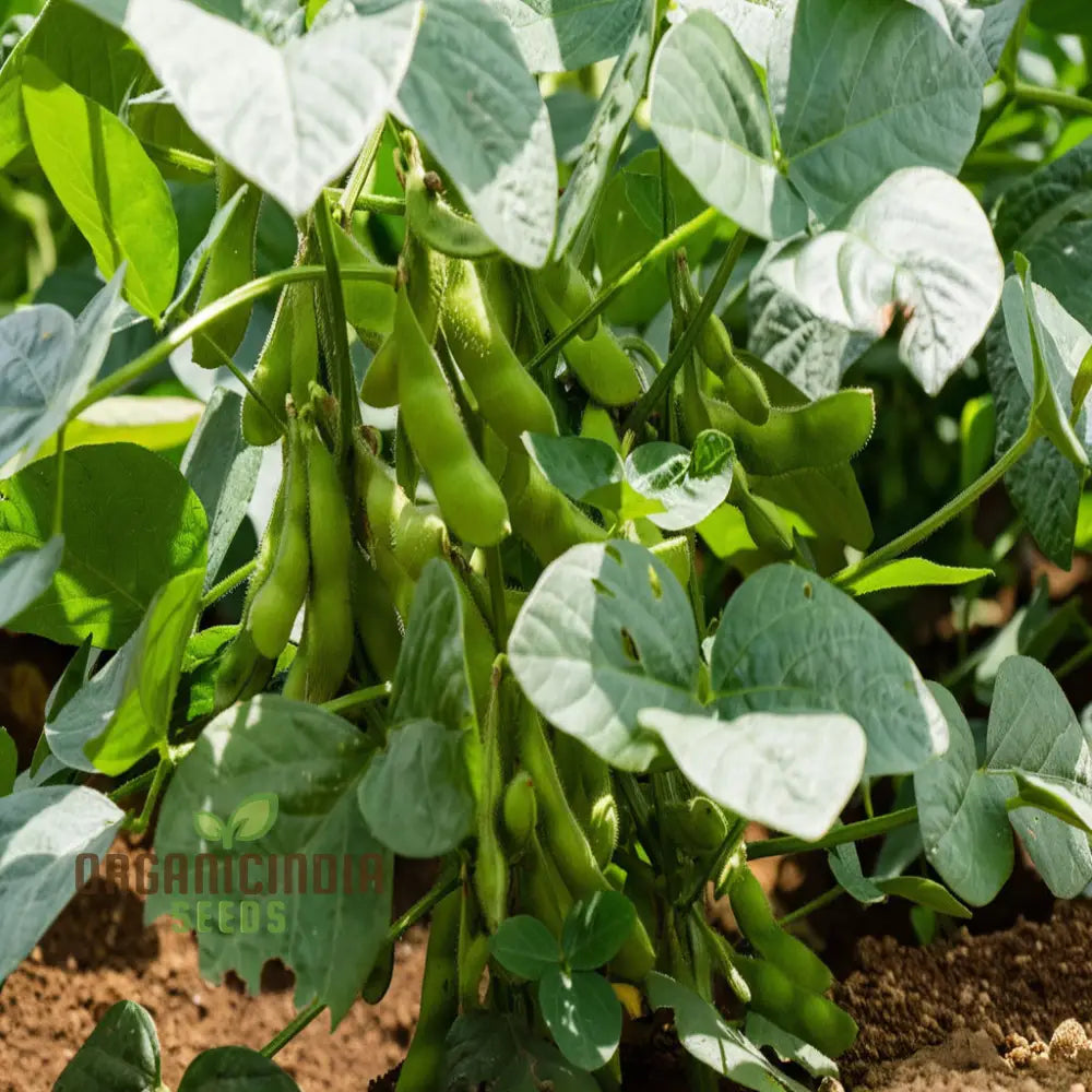 Edamame Vegetable Seeds Planting And Gardening For A Vibrant Nutritious Garden Harvest Legumes