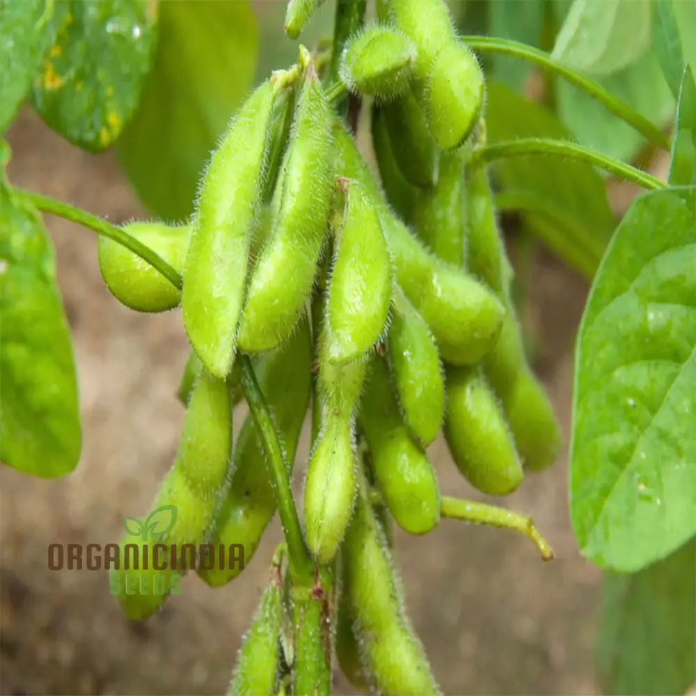 Edamame Vegetable Seeds Planting And Gardening For A Vibrant Nutritious Garden Harvest Legumes