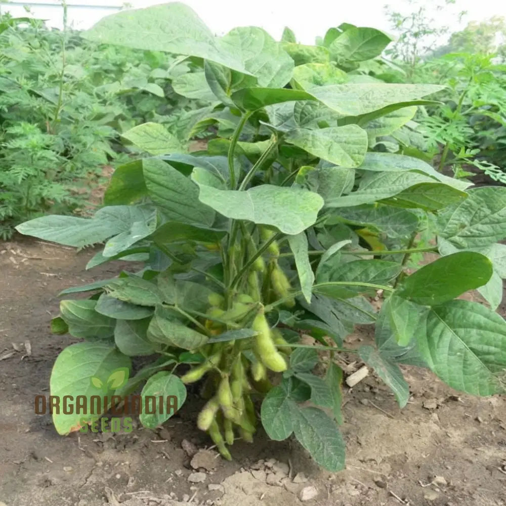 Edamame Vegetable Seeds Planting And Gardening For A Vibrant Nutritious Garden Harvest Legumes