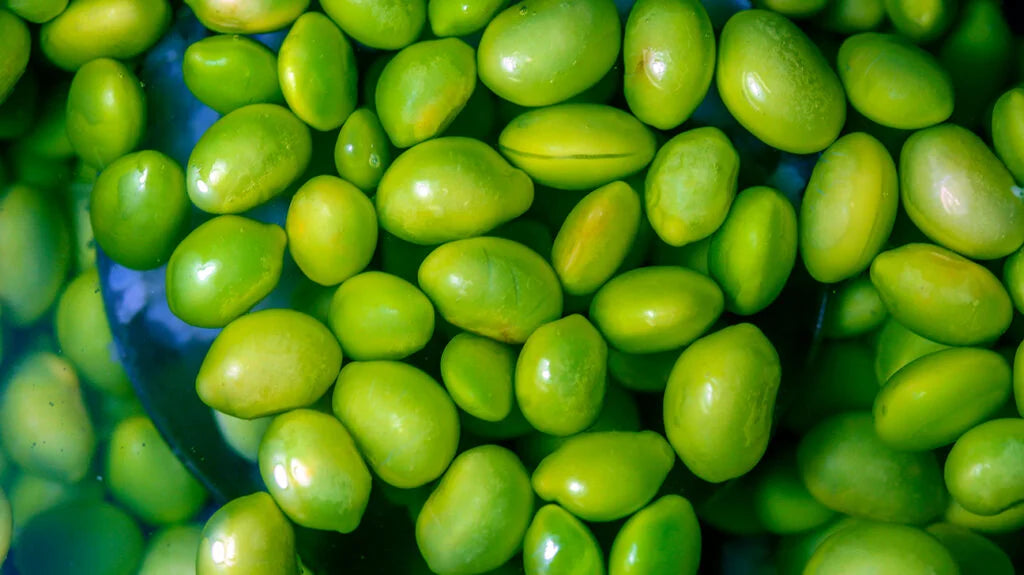 Midori Giant Edamame Soybean Seeds for Planting - 100 pcs - Vegetable Seeds