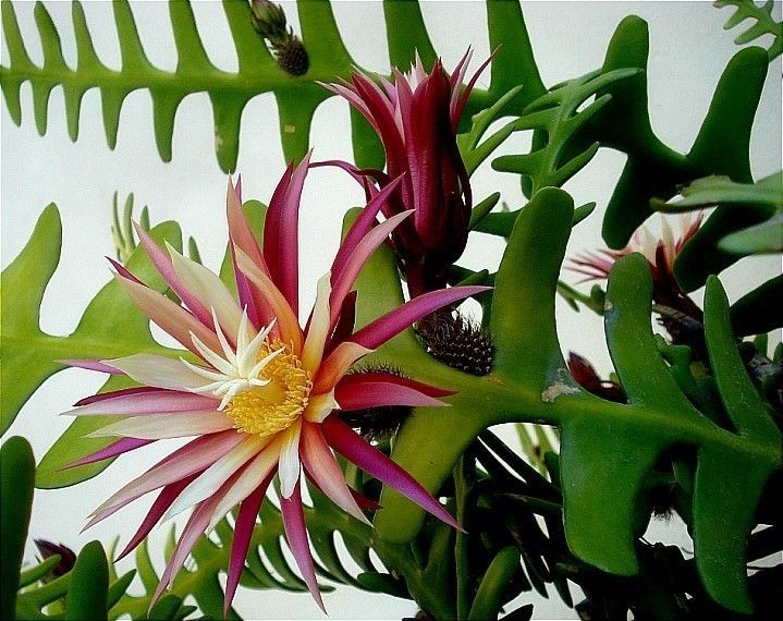 Epiphyllum Anguliger Seeds - Rare Fishbone Cactus for Unique Hanging Plant Displays - Plant Seeds