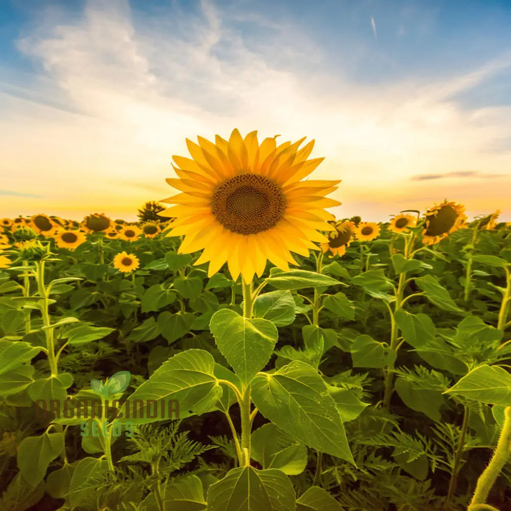 Edible Giant Sunflower Seeds - Premium Quality For Growing Mammoth Sunflowers 100 Pcs Flower Seeds