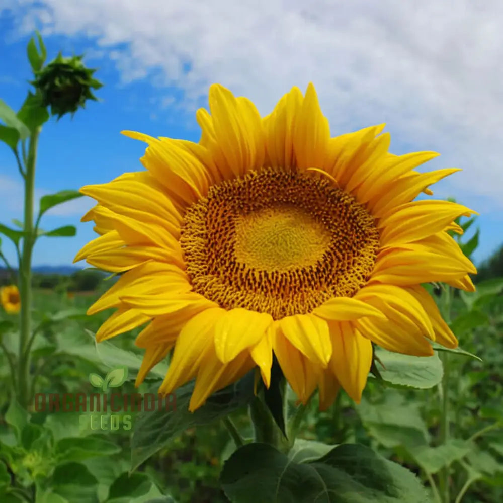 Edible Giant Sunflower Seeds - Premium Quality For Growing Mammoth Sunflowers 1000 Pcs Flower Seeds