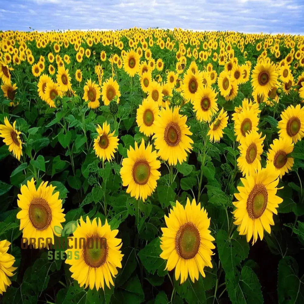 Edible Giant Sunflower Seeds - Premium Quality For Growing Mammoth Sunflowers 500 Pcs Flower Seeds