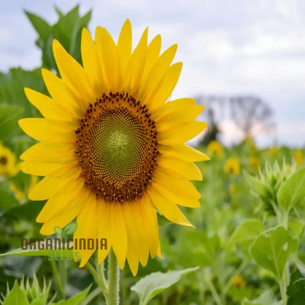 Edible Giant Sunflower Seeds - Premium Quality For Growing Mammoth Sunflowers Flower Seeds