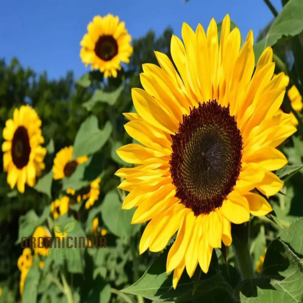 Edible Giant Sunflower Seeds - Premium Quality For Growing Mammoth Sunflowers Flower Seeds