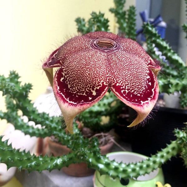 Edithcolea Grandis Seeds – Persian Carpet Flower for Unique Planting - Flower Seeds