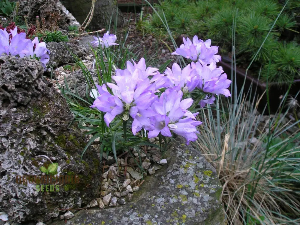 Edraianthus Dalmaticus Flower Seeds For Planting Adding Balkan Beauty To Your Garden