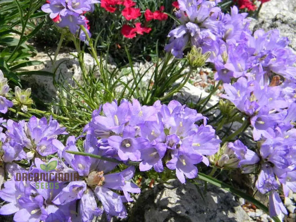 Edraianthus Dalmaticus Flower Seeds For Planting Adding Balkan Beauty To Your Garden